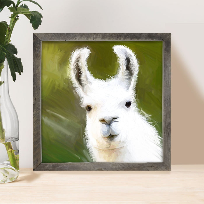 Curious Alpaca