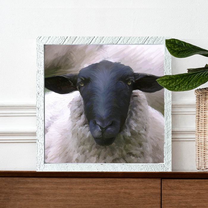 Sheep Close Up